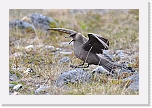 merikihu  Arctic Skua 5594 * 1024 x 680 * (525KB)